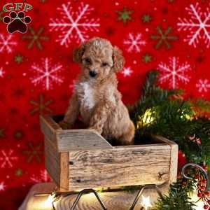 Tiffany, Miniature Poodle Puppy